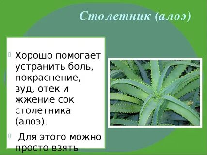 Текст алоэ