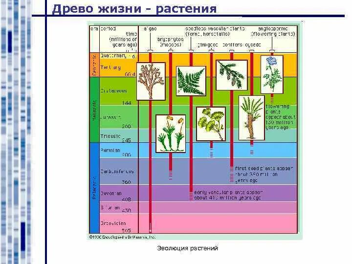 Тест по биологии 7 эволюция растений. Этапы эволюции растений таблица 6 класс. этапы эволюции растений.