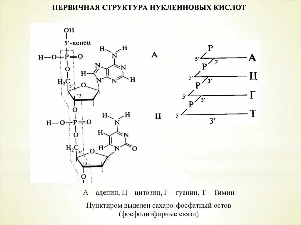 Элементы состава нуклеиновых кислот. Схема гидролиза нуклеиновых кислот. Номенклатура нуклеиновых кислот и их компонентов.. Нуклеотиды. Первичная структура нуклеиновых кислот. Гидролиз.. Гидролиз нуклеиновых кислот уравнение.