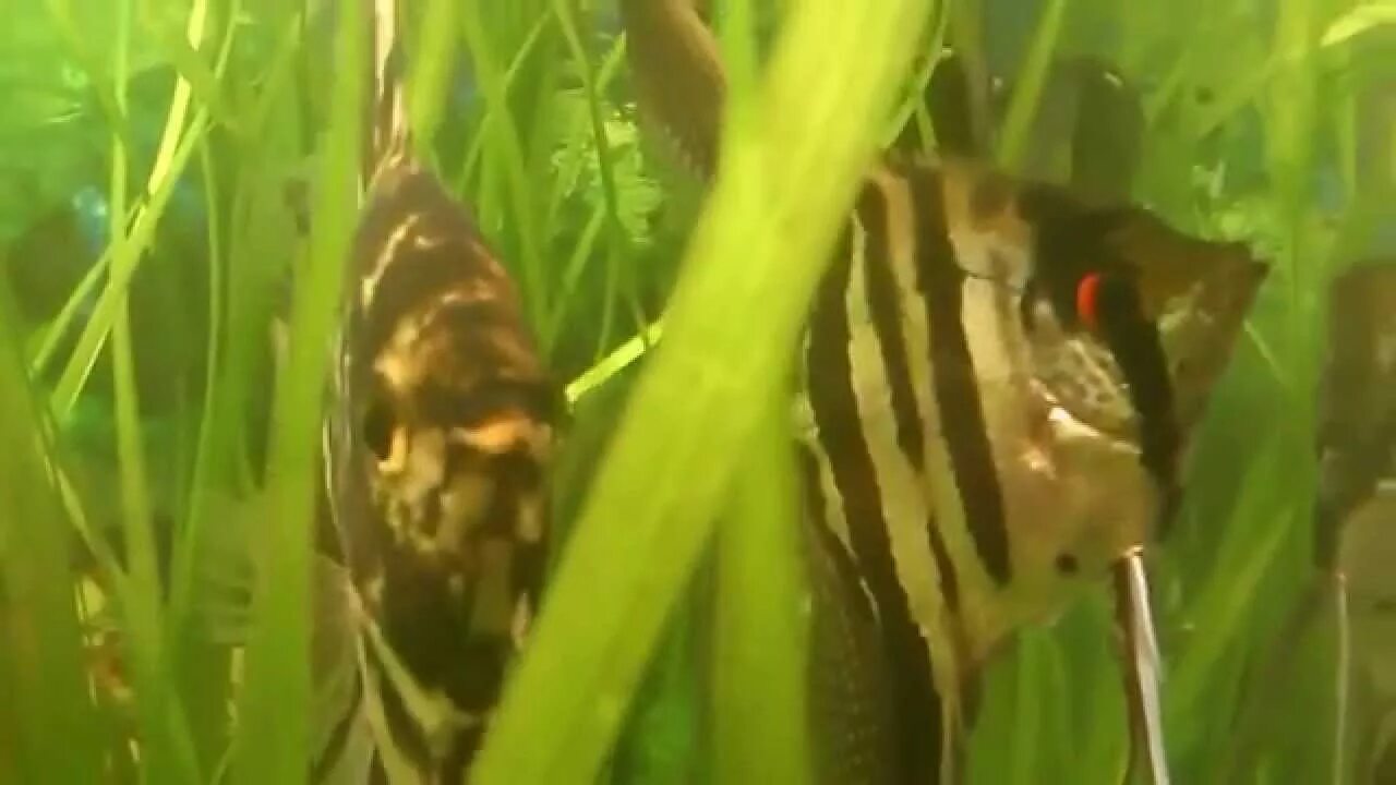 Съели скалярию