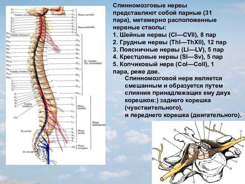 Ветви спинного мозга схема. Ветви спинномозговых нервов функции. Сплетения спинномозговых нервов схема. Передние ветви спинномозговых нервов с1 и с2.