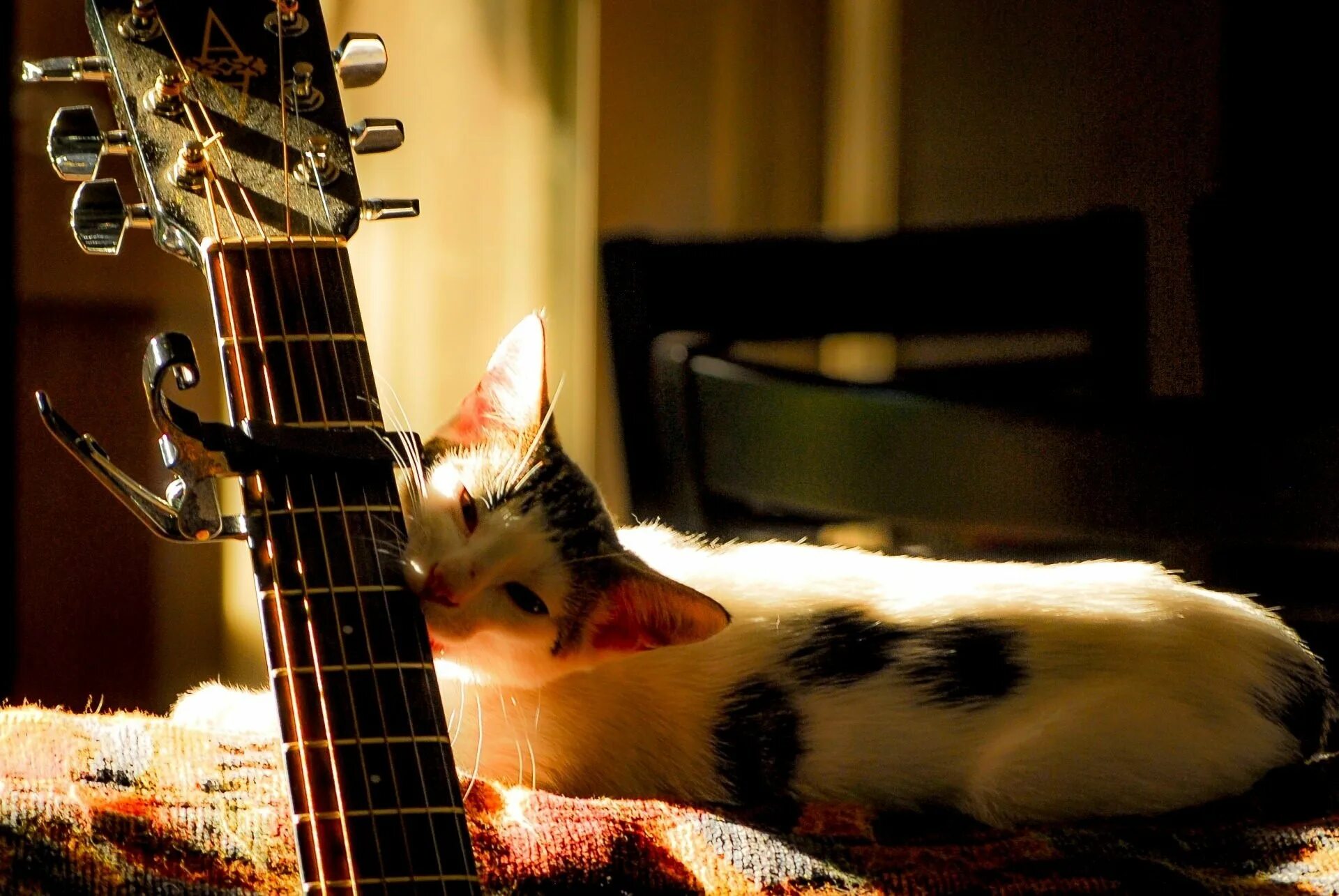 Кошка музыкант
