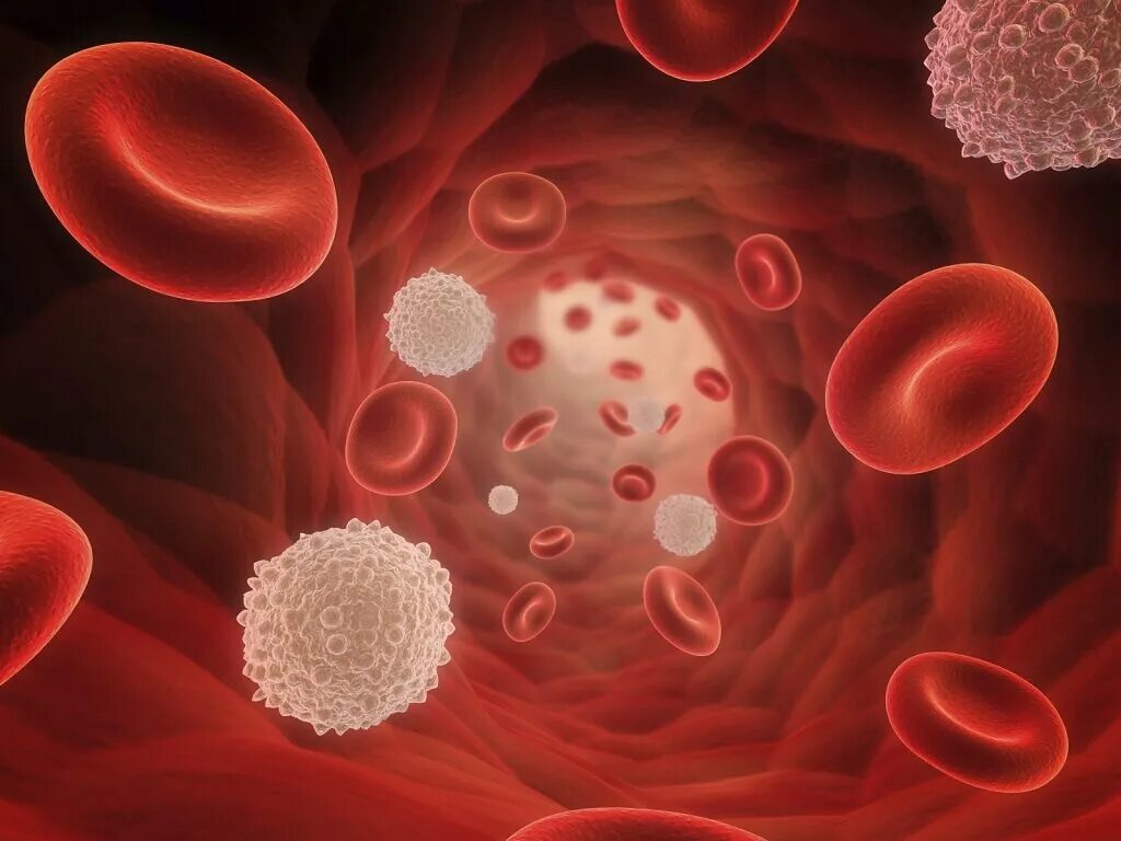 Повышение количества лейкоцитов. Лейкоциты крови лейкоциты лейкемия. Эритроциты лимфоциты тромбоциты. Кровяные клетки лейкоциты. Тромбоцитопеническая пурпура лимфоциты.