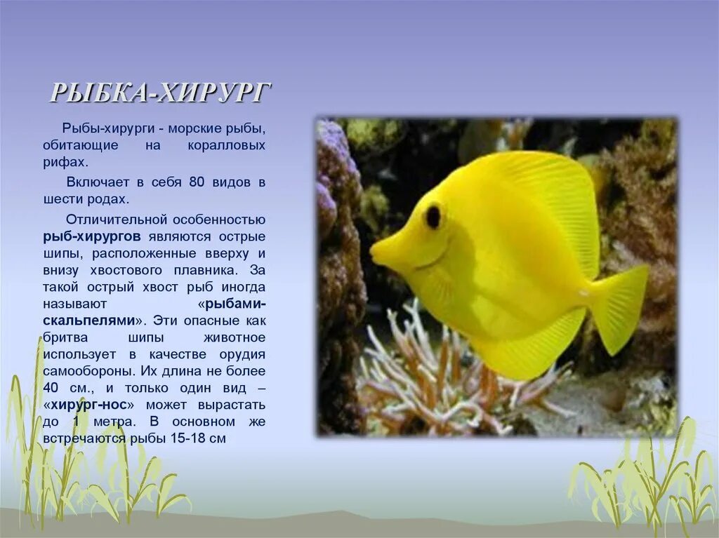 Рассказ о рыбе. Описание рыбы для дошкольников. Морские рыбы описание для детей. Рыбы морские доклад.