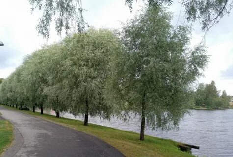 Ива белая латынь