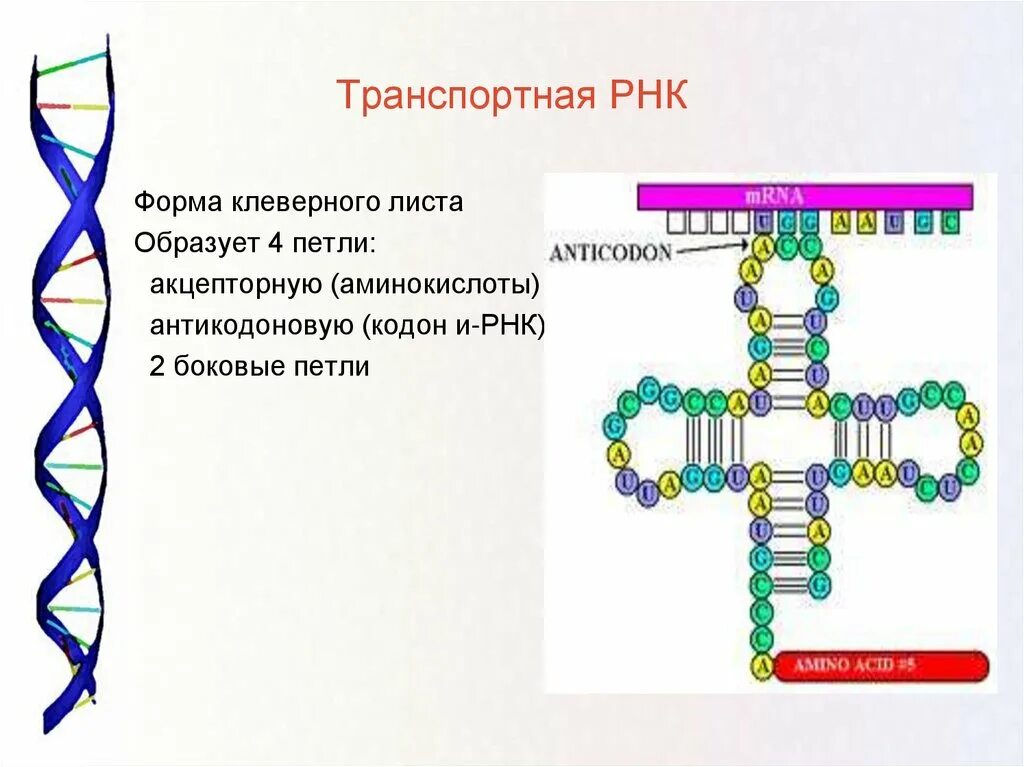 Транспортная рибонуклеиновые кислоты строение. ИРНК ТРНК РРНК. Транспортная РНК двухцепочечная. Строение транспортной РНК.