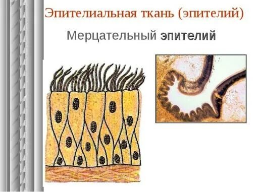 Какую функцию выполняет мерцательный эпителий. Какую функцию выполняет мерцательный эпителий