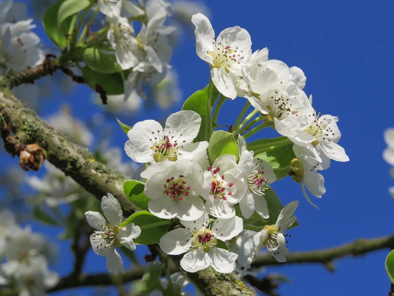 лепестки яблони. Pear blossom love 43 chapter. соцветие яблони. любовь расцветающая цветами груши 43 глава. любовь расцветающая цветами груши 43 глава.