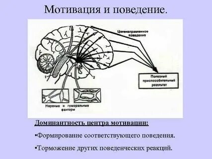 Центры мотивации
