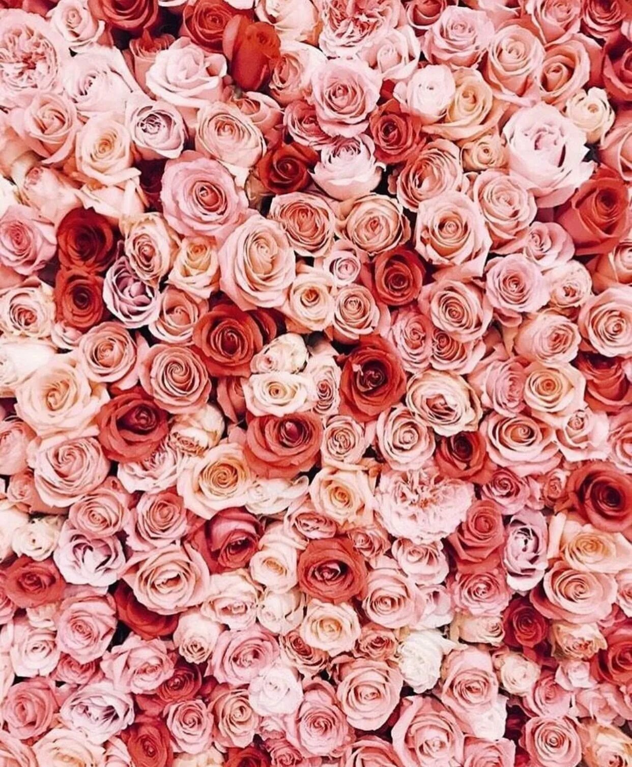 Фон розочки. Цветочный фон. Розы фон. Розовые цветы. Цветочек розовый.