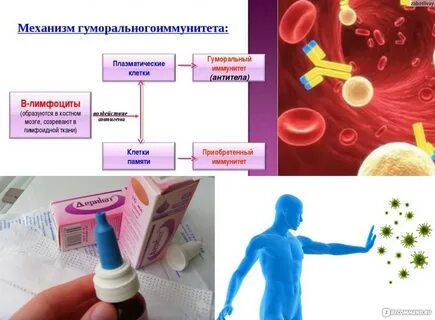 Новый иммуномодулятор