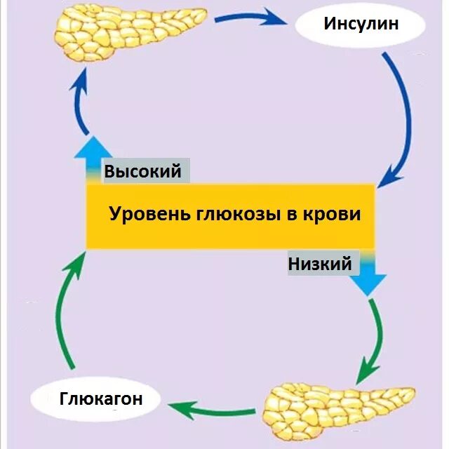 Схема работы инсулина в организме. Схема действия инсулина и глюкагона. Инсулин схема действия гормона. Гормоны поджелудочной железы схема. Фермент расщепляющий инсулин