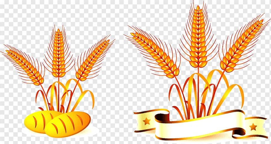 Маска пшеница. Колосья на белом фоне. Сноп колосьев пшеницы. Колоски пшеницы картина. Ободок с колосками пшеницы.