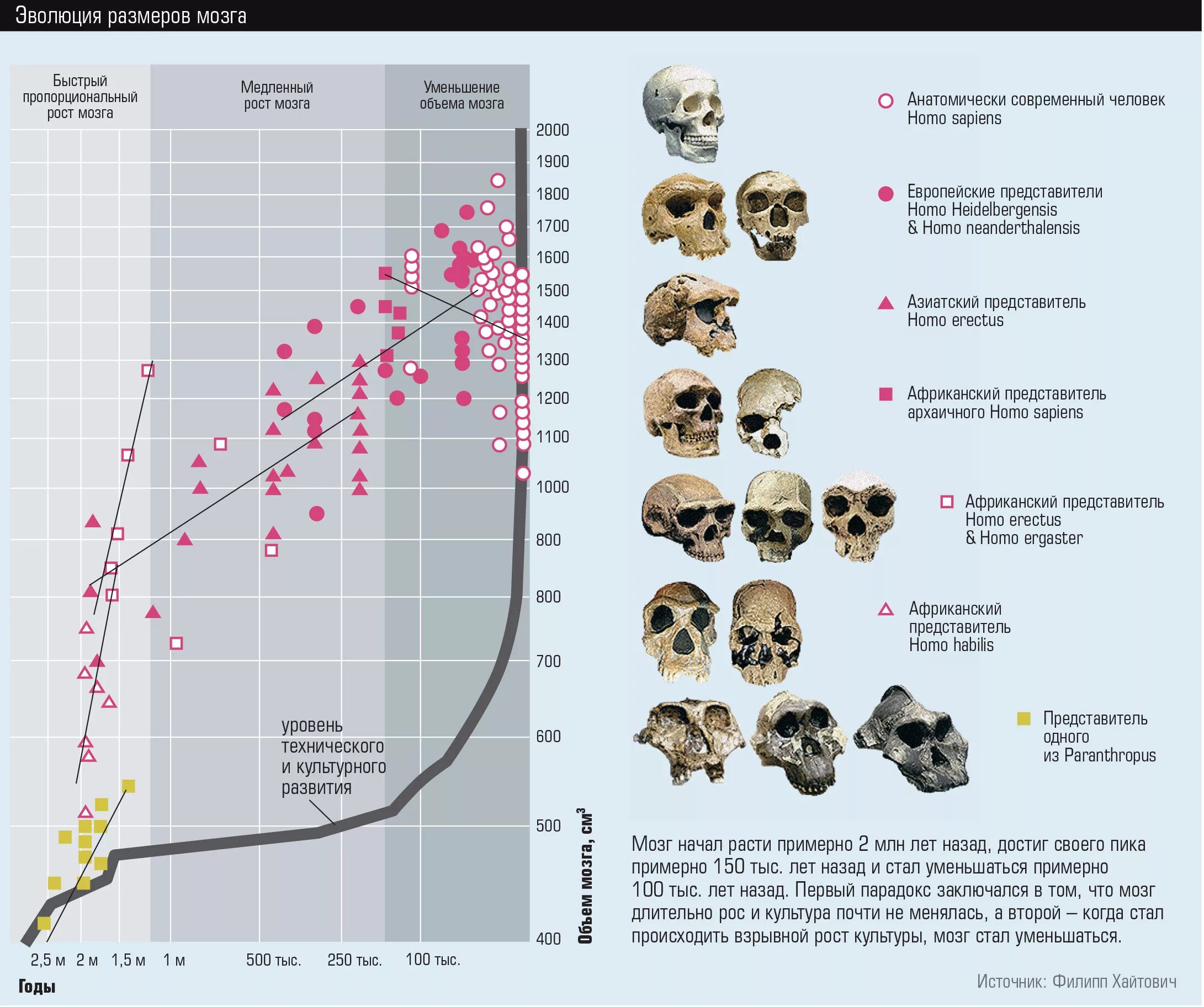 Гоминиды объем мозга. Об,ем мощга современного человека. Размер мозга человека Эволюция. Эволюция человека объем мозга. Объем мозга современного человека.