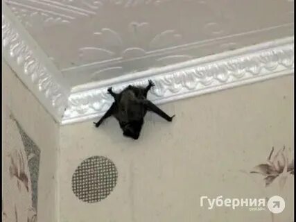 Мыши бегают по потолку что делать