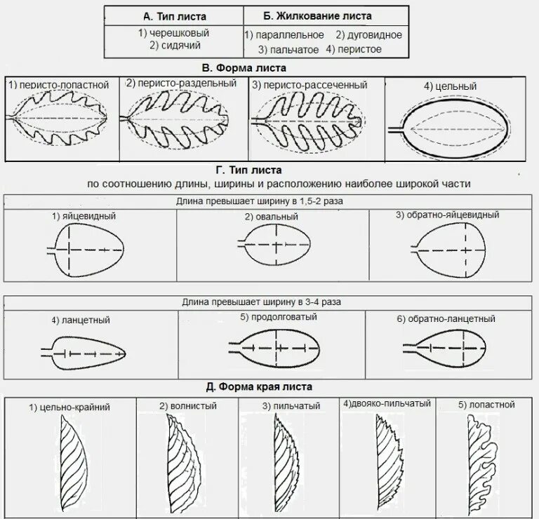 Линейная форма листа. Перисто-лопастной лист таблица. Форма листьев биология 6 перисто лопастная форма листа. Характеристика листа. Классификация листьев.