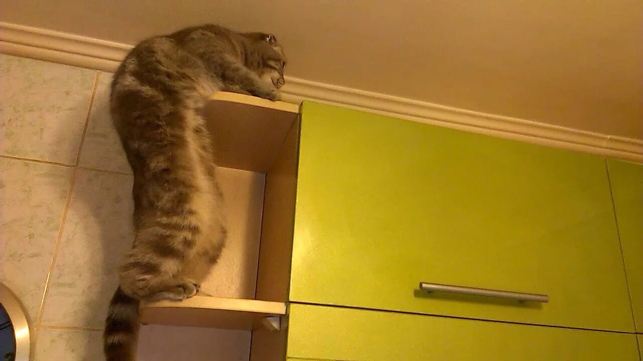 Кошка на шкафу. Кот залез в шкаф. Кот в шкафу. Кот падающий со стола. Песня кошки кошки на шкафах