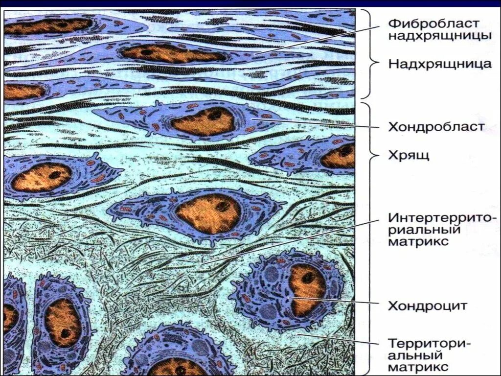 Хрящевая ткань хондроциты и хондробласты. Хондробласт гистология. Хондроцит гистология. Хондробласты и хондроциты гистология. Хрящевая ткань животного