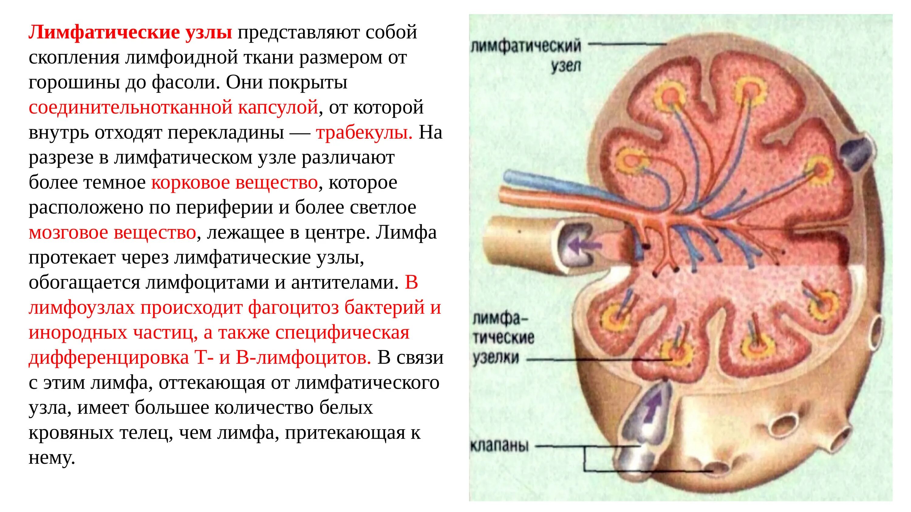 Корень лимфатического узла. Схема строения лимфатического узла. Региональные лимфатические узлы почки. Лимфатические сосуды почки. Функциональная анатомия лимфатической системы.