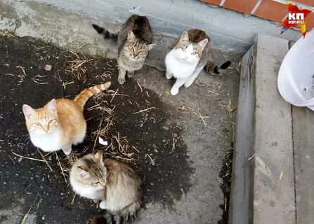 Дома 4 кота