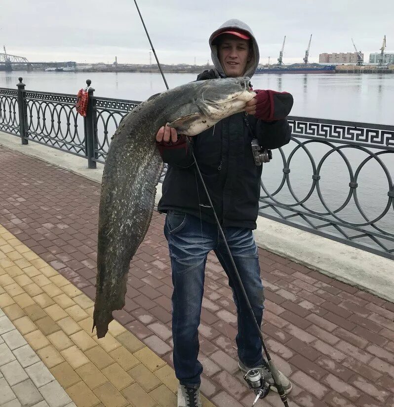 Рыбалка в Астрахани. Рыба в Неве. Самая большая рыба в Астрахани. Астрахань рыболовство.