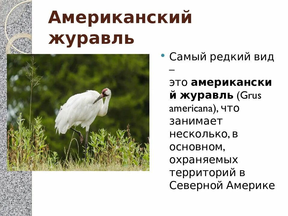 Журавль символ чего в россии. 12 Сентября Всемирный день журавля. Всемирный день журавля презентация. Всемирный день журавля 10 сентября.