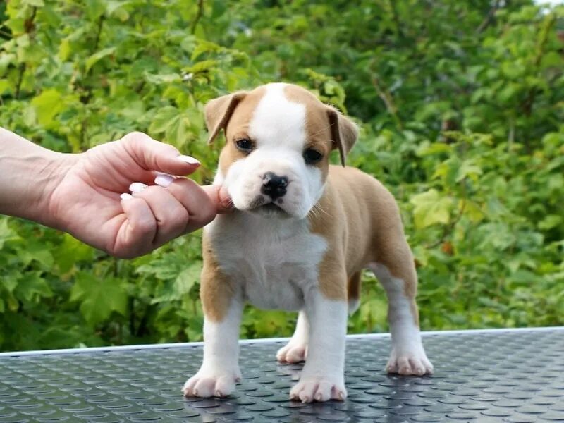 Стаффордширский терьер амстафф. Американский стаффордширский терьер. Щенки стаффордширского терьера москвы. Американский стаффордширский терьер. Стаффордширский терьер щенок.