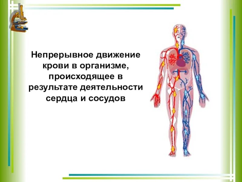 Движение крови в организме. Движение крови по организму человека. Как движется кровь в организме человека. Кровообращение – непрерывное движение крови в организме.. Непрерывное движение крови по организму