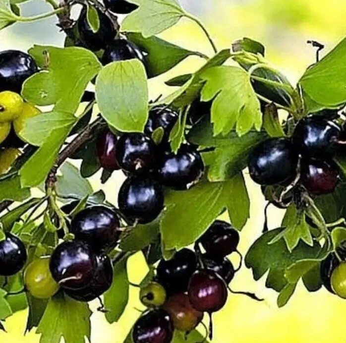Смородина белая золотистая. Смородина золотистая (ribes aureum). Смородина золотистая лист. Смородина репис. Смородина золотистая ribes aureum кустарник.