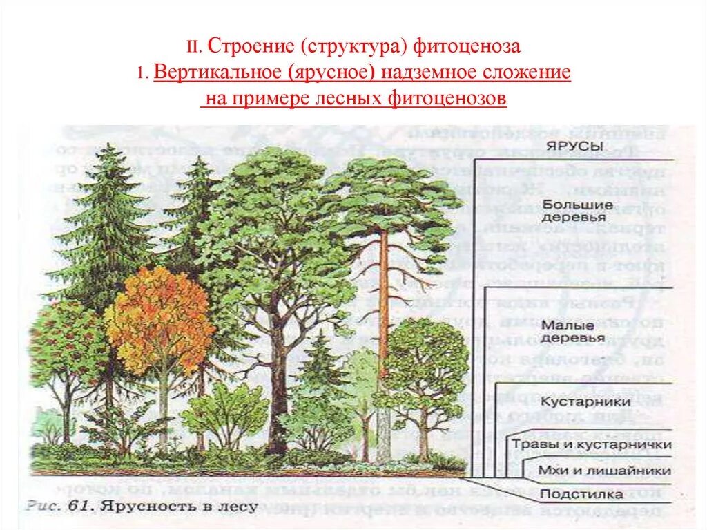 Структура растительного сообщества биология кратко. Ярусность леса фитоценоз. Ярусность лесного биоценоза. Ярусность фитоценоза. Ярусы Дубравы.