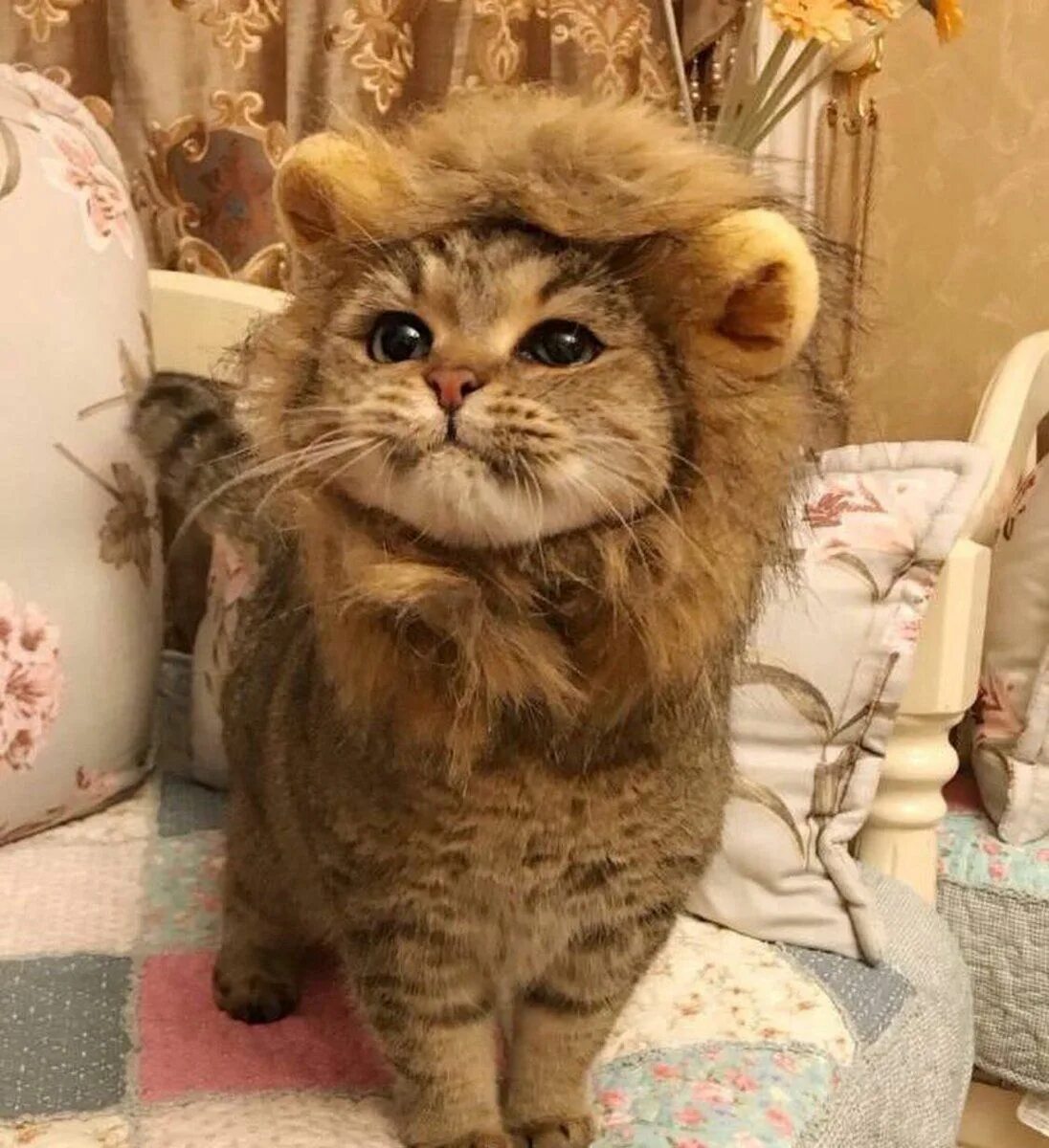 Кот лев. Гималайский карликовый Лев. Котенок в костюме Льва. Кот с гривой Льва.