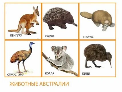 Животные австралии 4 класс