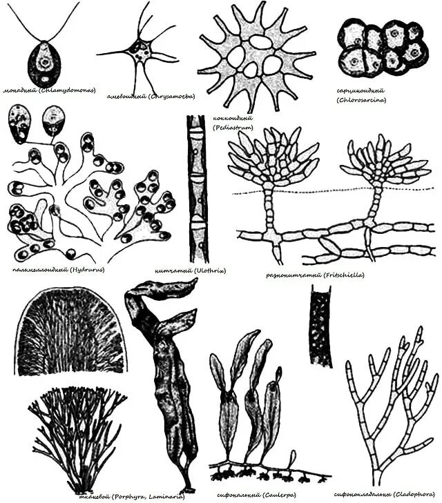 Зеленые водоросли форма. Зеленые водоросли структура таллома. Строение таллома ламинарии. Сарциноидный таллом. Типы талломов водорослей.