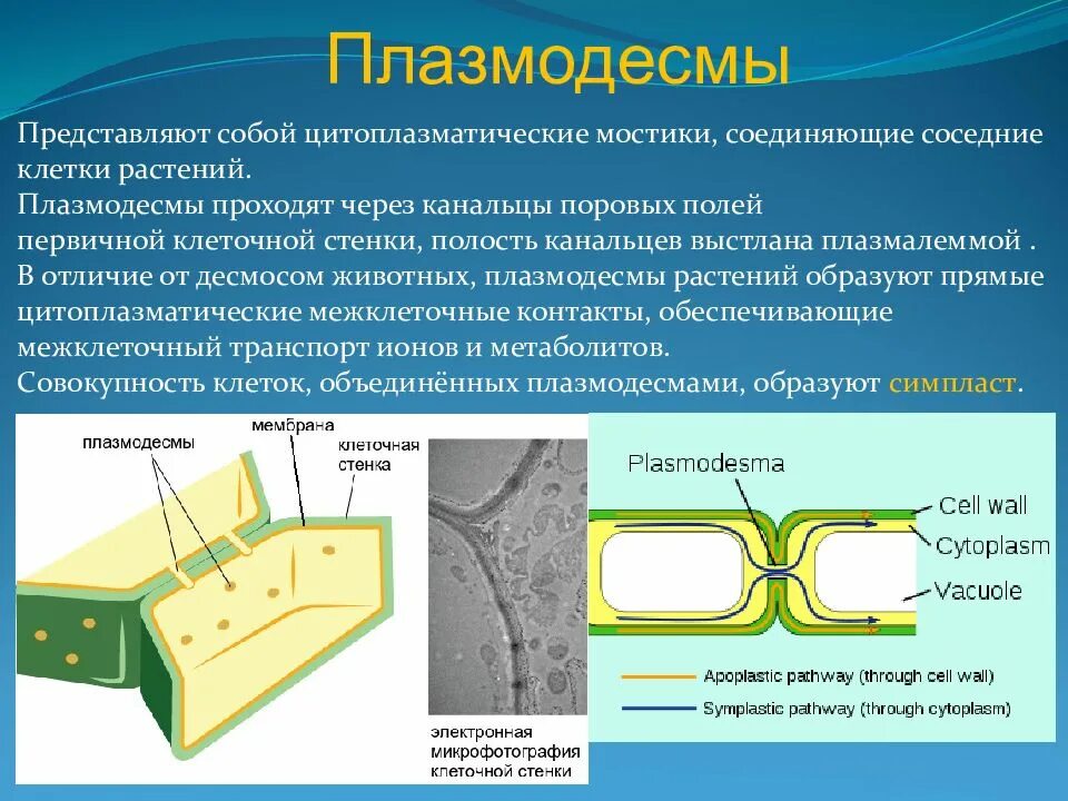 Клеточная стенка клетки особенности строения. Клеточная стенка плазмодесмы. Плазмодесма растительной клетки функции. Клетка растений плазмодесмы. Клеточная стенка растений плазмодесмы.