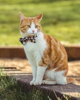 Фото рыже белого кота