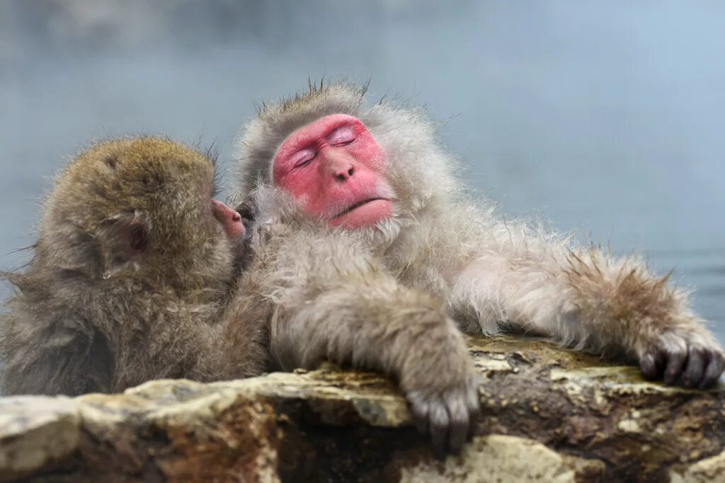 Some monkeys