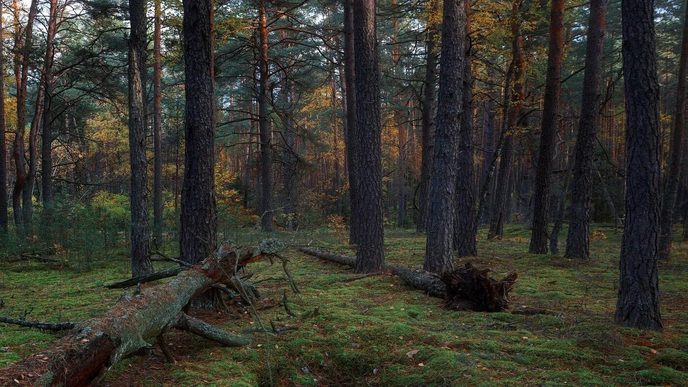 Парк сосновый бор озёры. Берег финского залива сосновый бор. Орловский бор великоустюгский район. Есть ли в сосновом бору. Елабуга сосновый бор.