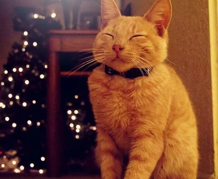 боевой котяра. кот улыбается. блаженный кот. смешные рожи котов. блаженный кот.