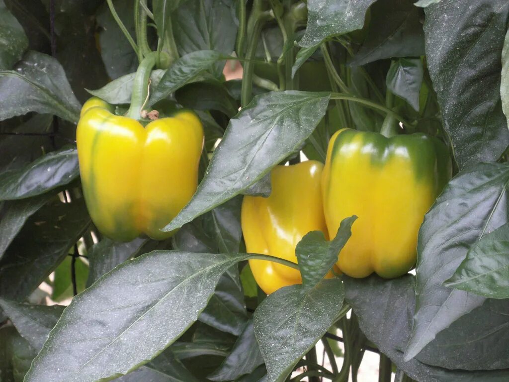 Лучшие сорта перца сладкого для подмосковья. Сорт перца Capsicum annuum. Перец сладкий Голиаф. Перец болгарский высокорослый сорта. Перец Голиаф желтый.