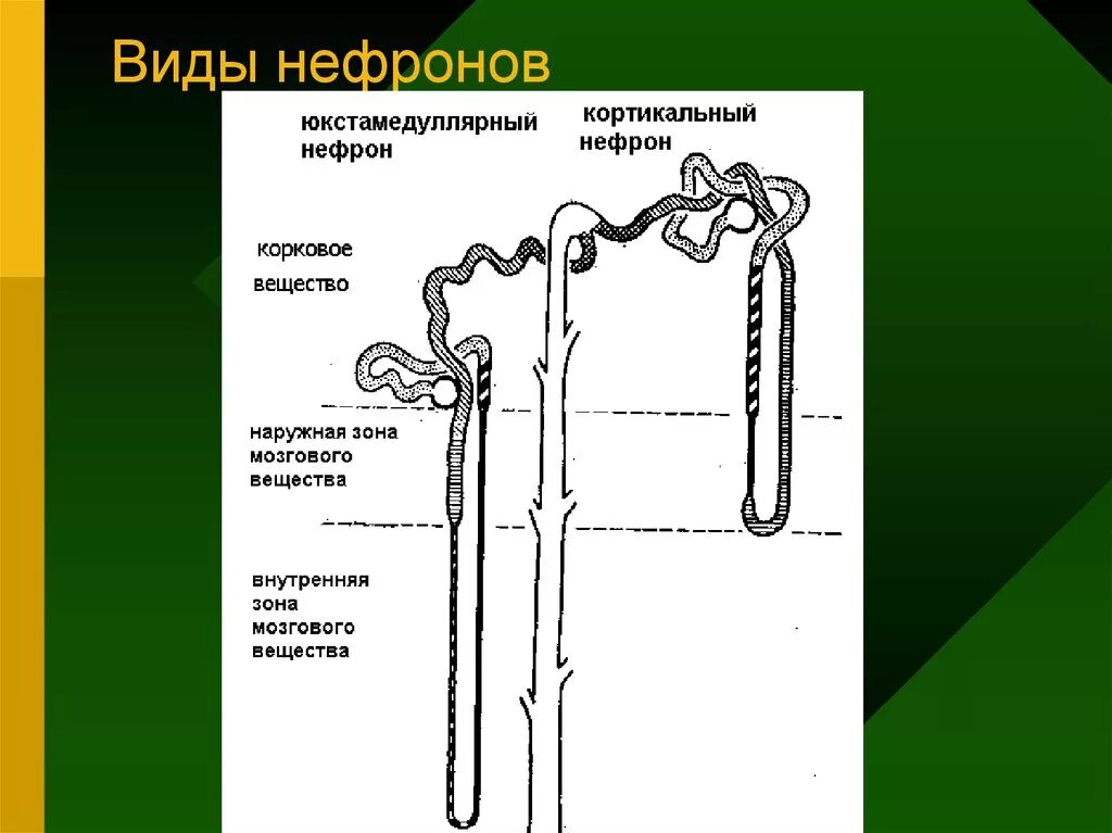 Строение коркового нефрона. Нефрон строение типы нефронов. Нефрон почки строение и функции. Типы нефронов схема. Корковый и юкстамедуллярный нефрон.