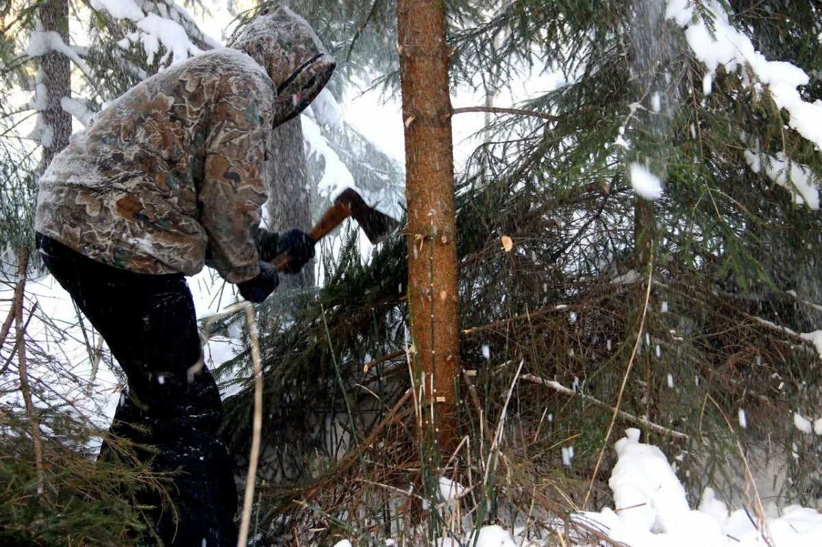 Рубят топорами мужика. Незаконная рубка лесных насаждений. Незаконная рубка сосны. Незаконная рубка новогодних елей. Незаконная вырубка елок.