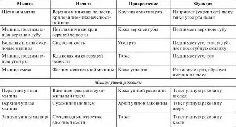 Мышечная таблица