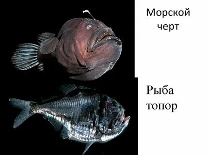 Балтийский черт