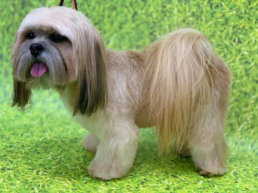 Ши-тцу собака стрижка. Ши-тцу. Стрижка ши тцу. Ши-тцу. Стрижка ши тцу.