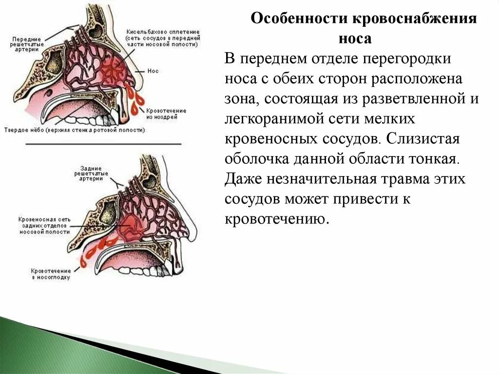 Кровеносные сосуды в носу. Кровоснабжение полости носа. Анатомические структуры полости носа. Строение носа и носовой полости. Иннервация носовой полости анатомия.