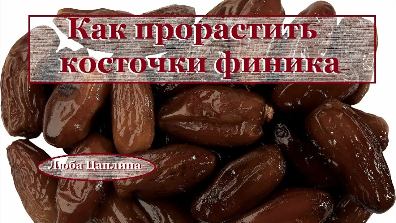 Чем полезны косточки финика. Косточки фиников. финик вес 1 шт с косточкой. семечки финика. финик вес 1 шт без косточки.