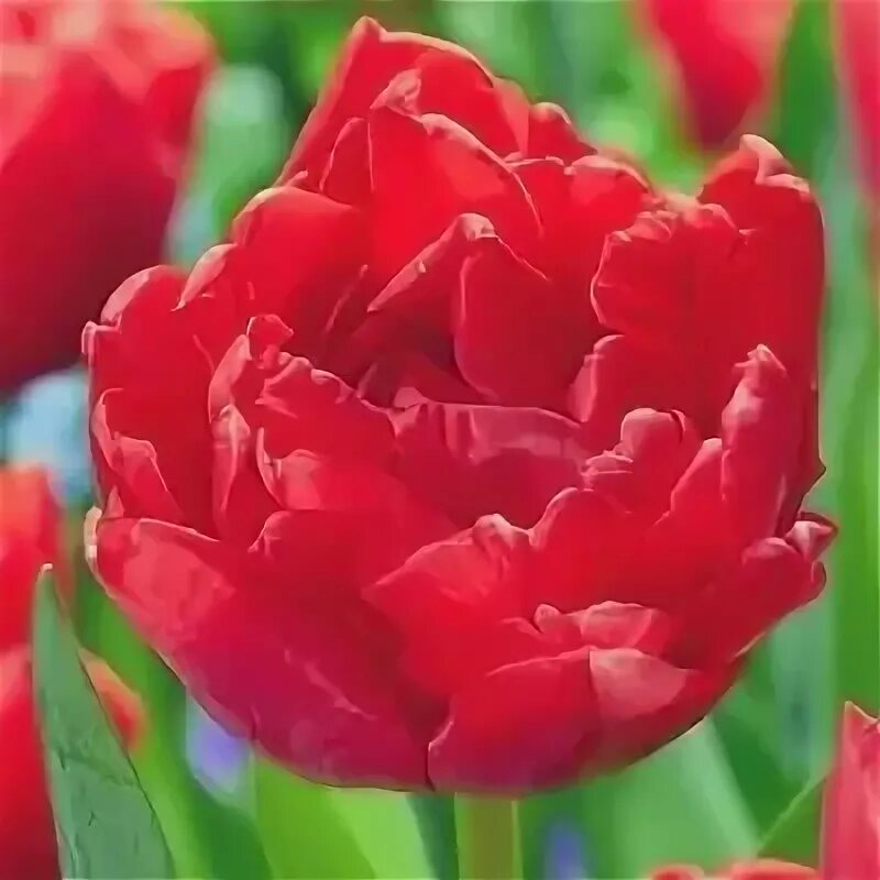 Тюльпан double. Тюльпан дабл твист. тюльпан double twist. сорт тюльпана дабл твист. тюльпан дабл твист красный махровый.