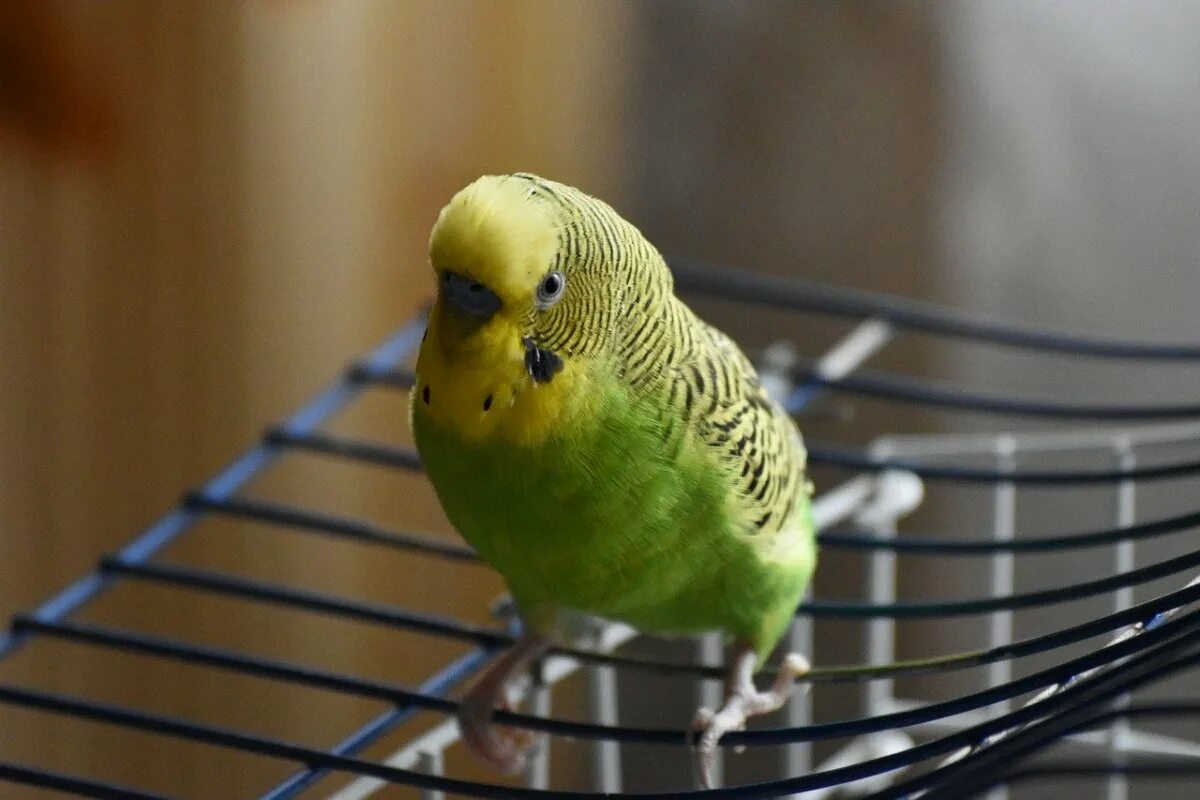 Попугаи волнистые попугайчики. Попугай зеленый волнистик. Пинто волнистый попугай. Желтоголовый волнистый попугай.
