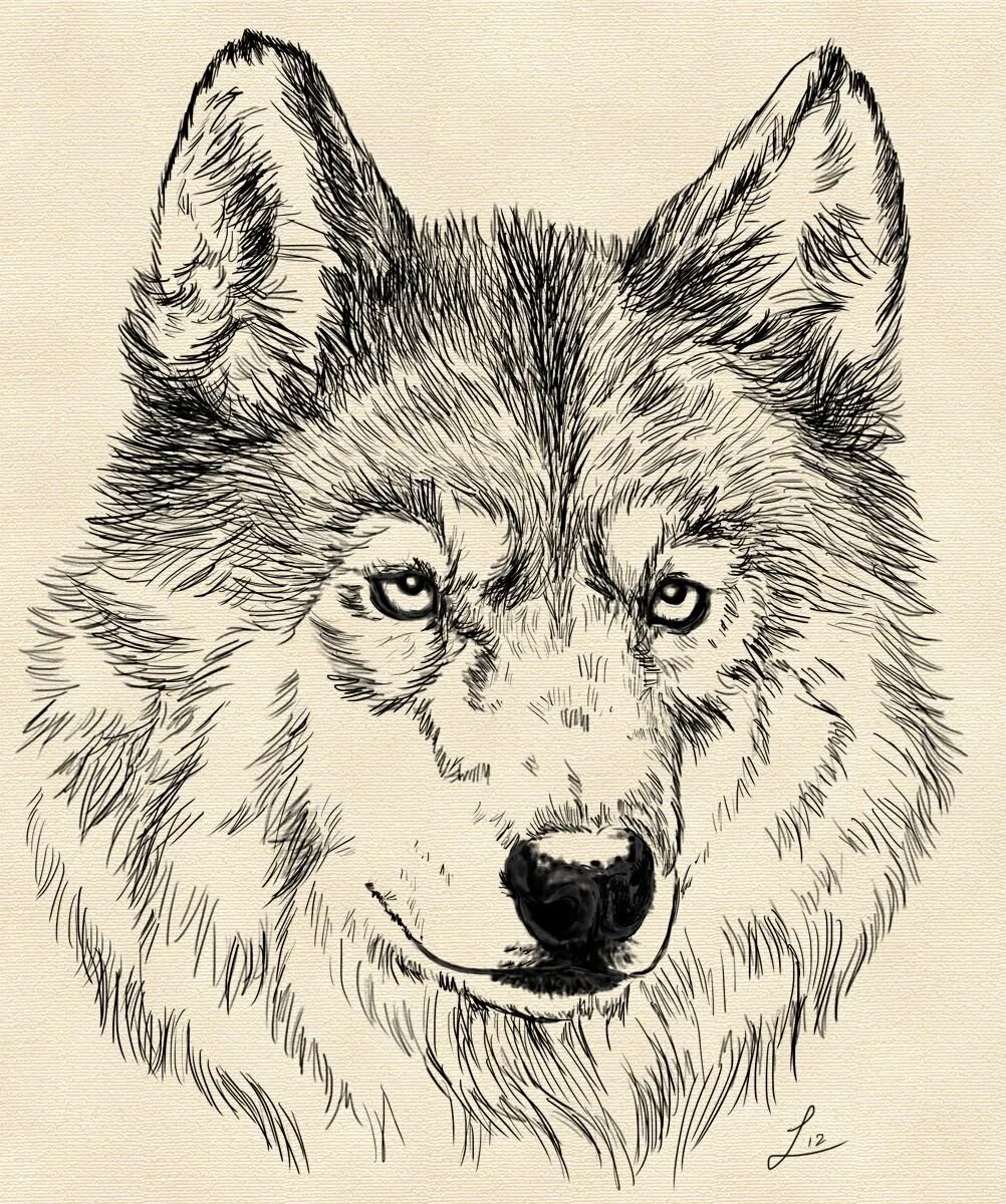 Картинки волка рисунки. Рисунки Волков. Морда волка. Набросок морды волка. Волк для выжигания по дереву.