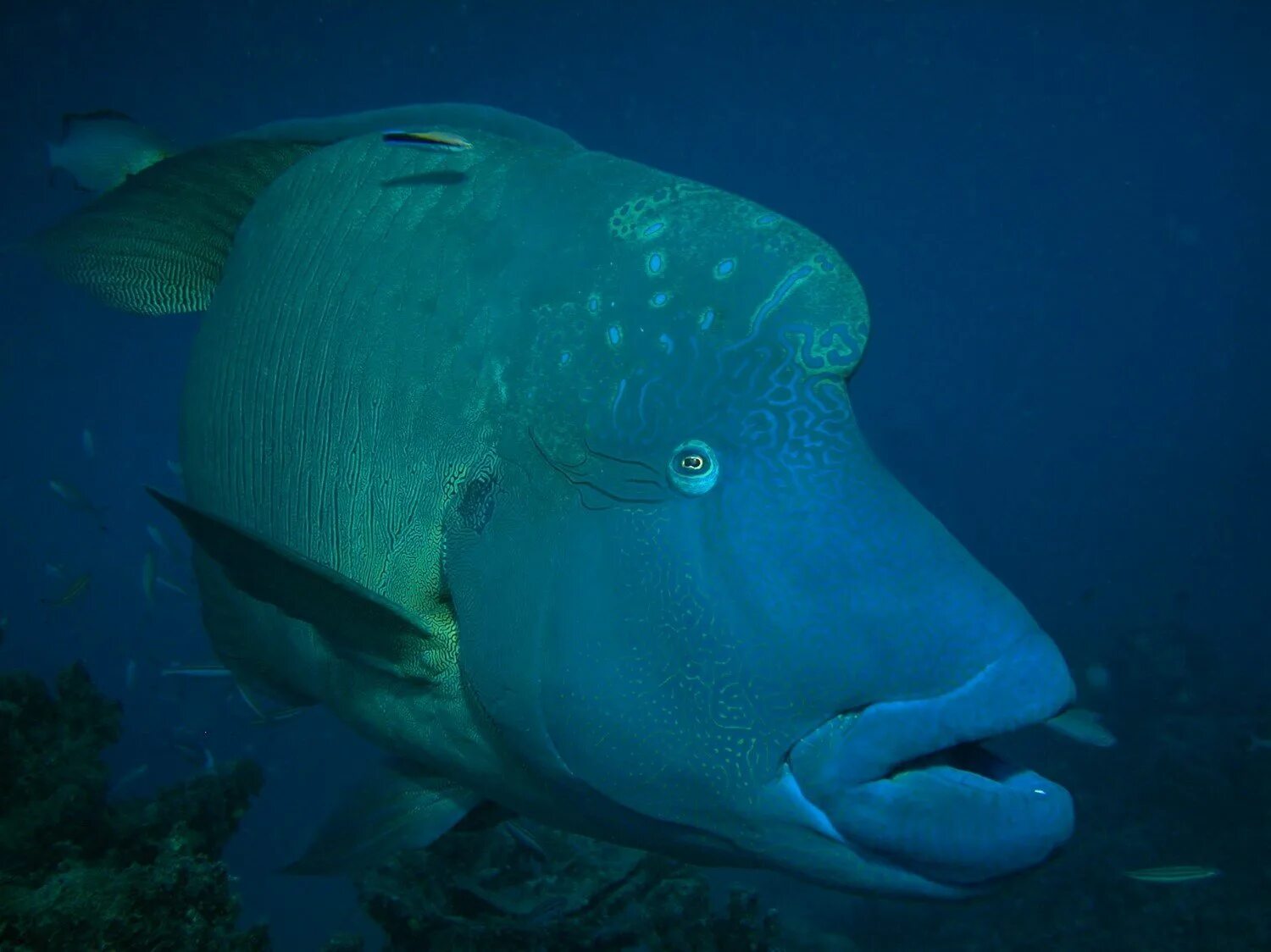 Как называется огромная рыба. Humphead wrasse рыба. рыба наполеон ареал. крупная рыба. огромная рыба.